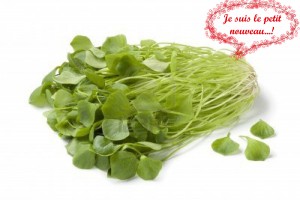 pourpier-d-hiver v5 copie