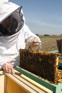 Jean-Claude récoltant le miel.
