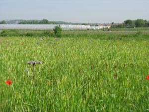 Champ de blé, Mai 2016